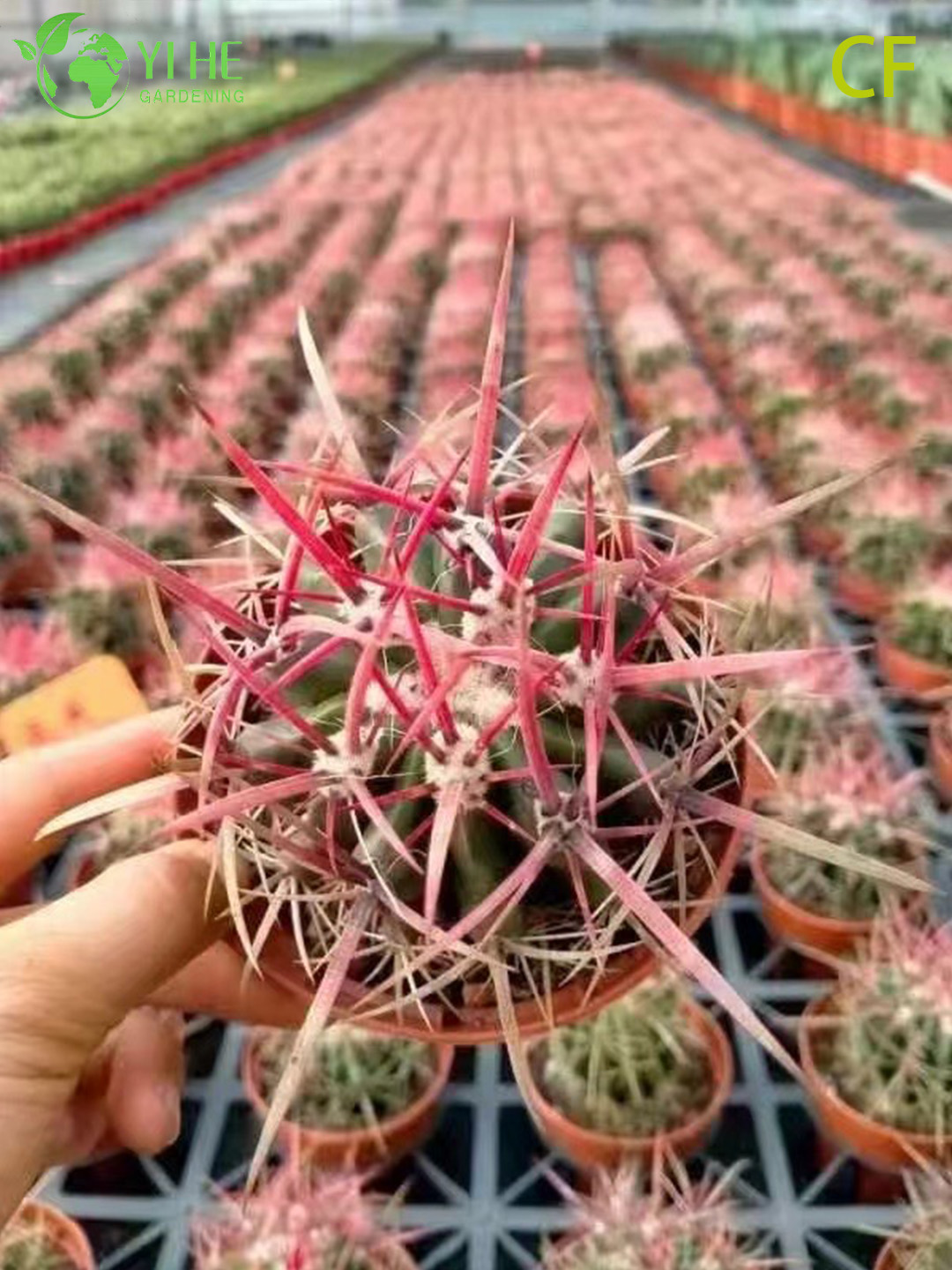የጅምላ ቀይ ፊኒክስ Echeveria የቀጥታ ሱኩሌንት Fiery Rosette Bonsai