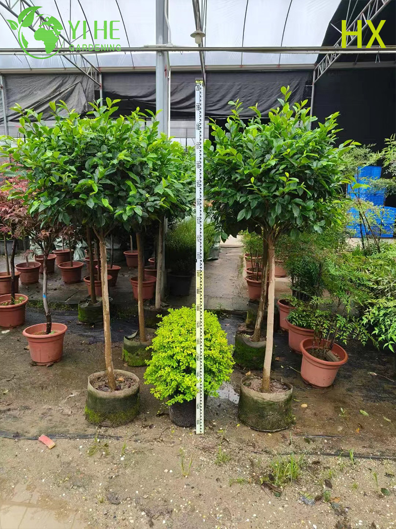 Kokulu Bah&ccedil;e Korunması Bonsai i&ccedil;in Toptan Canlı Michelia Figo Muz &Ccedil;alı
