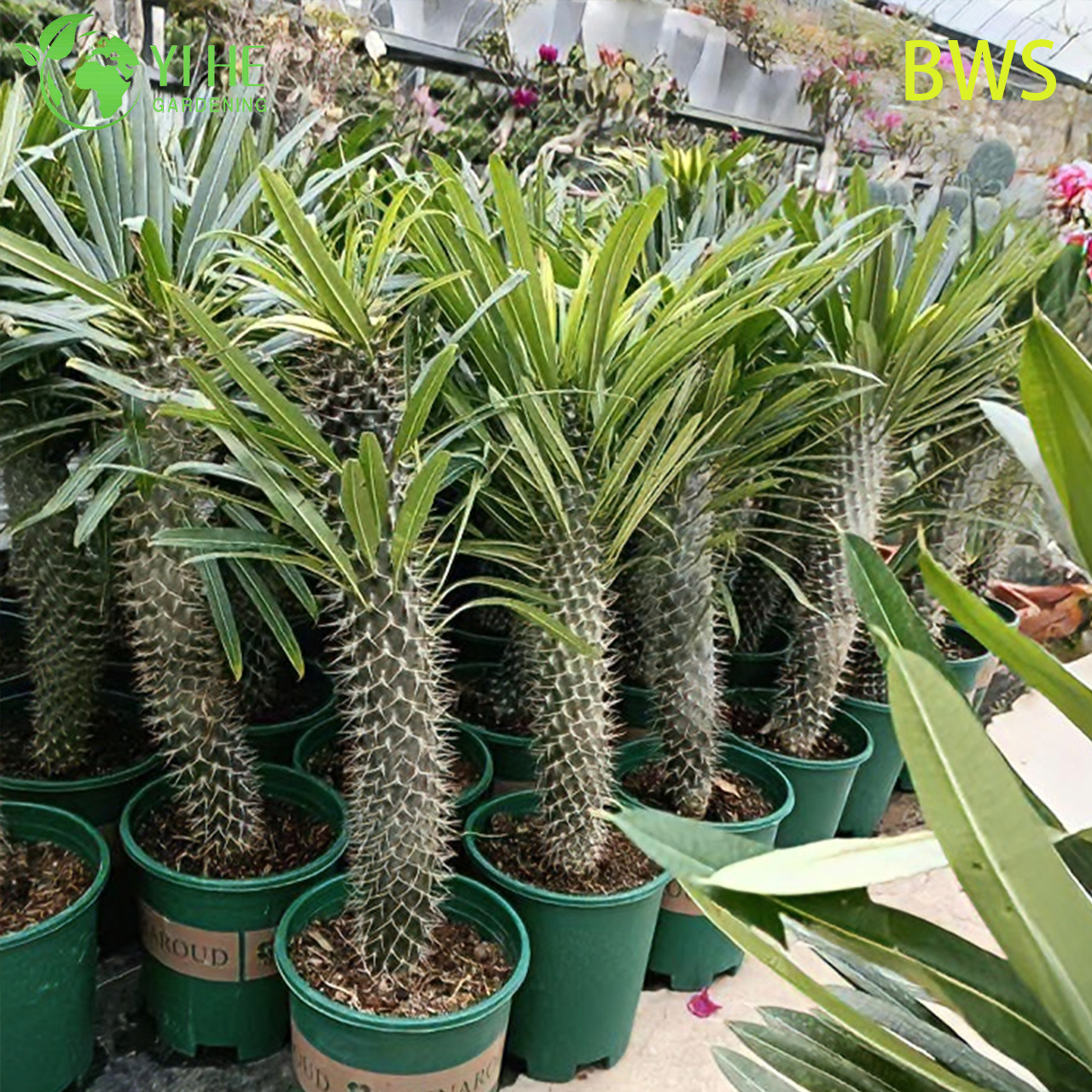 ปาล์มมาดากัสการ์สด บอนไซลำต้นมีหนามสูง Pachypodium ฉ่ำ