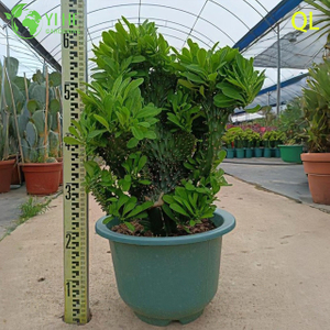 Euphorbia Neriifolia con cresta viva, una suculenta escultórica monstruosa ondulada