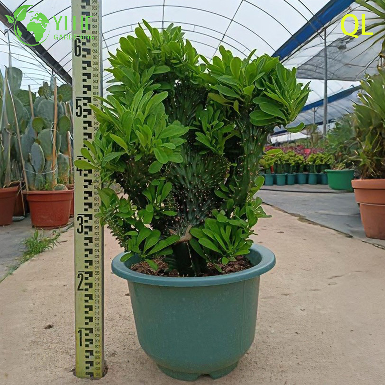 نبات الفربيون المتوج Neriifolia نبات عصاري منحوت متموج