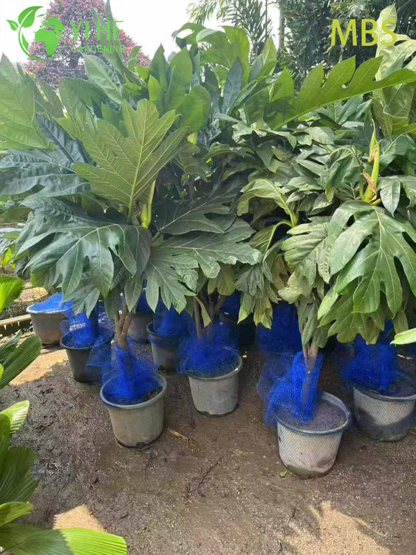 Venda por atacado de &aacute;rvore de fruta-p&atilde;o viva Artocarpus planta tropical comest&iacute;vel bonsai