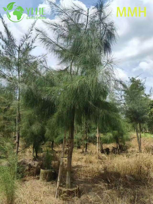 Vente en gros Casuarina Globe Topiary Ball Live am&eacute;nagement paysager plante bonsa&iuml;