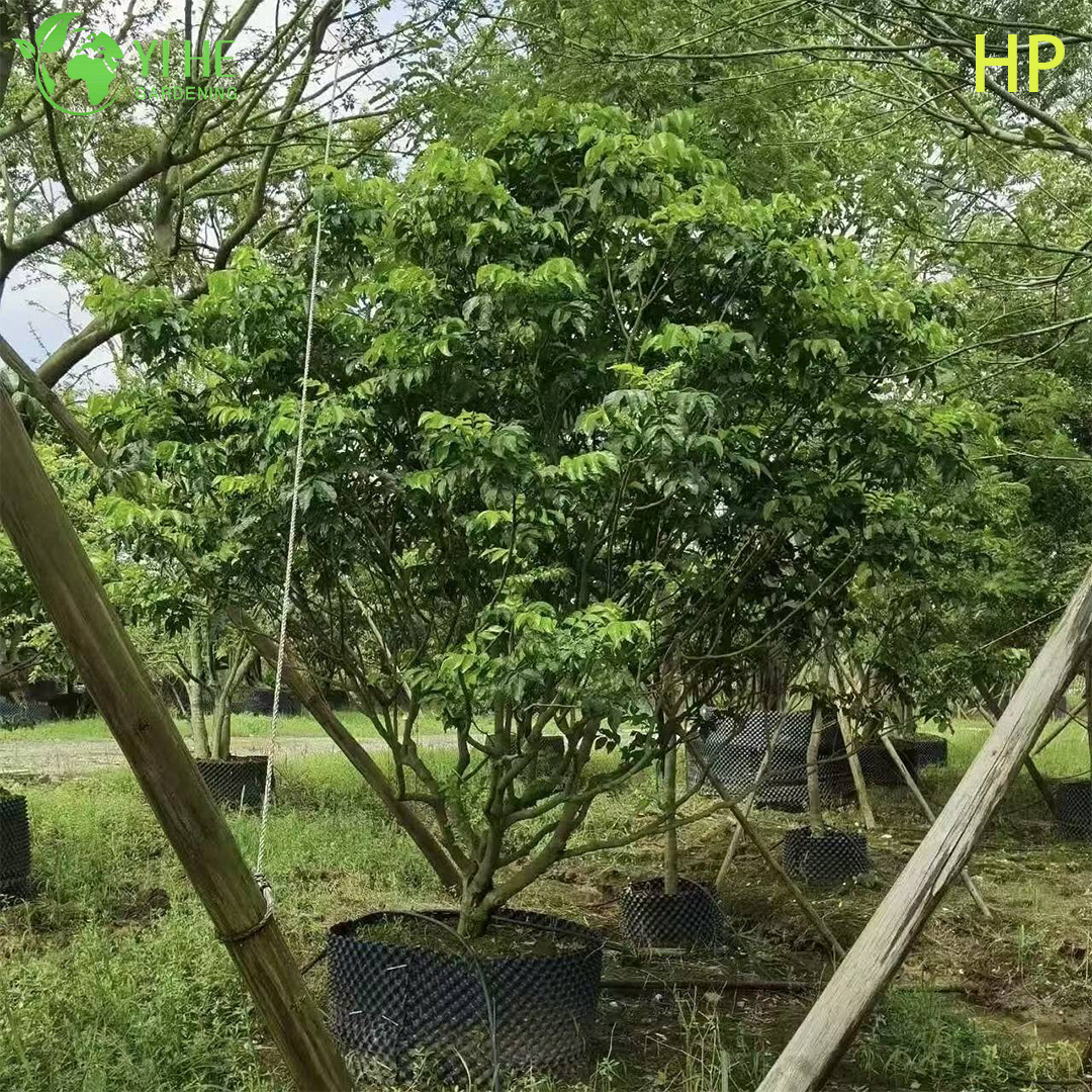 &Aacute;rvore Pongamia Pinnata resistente &agrave; seca para paisagismo e bonsai de biocombust&iacute;vel