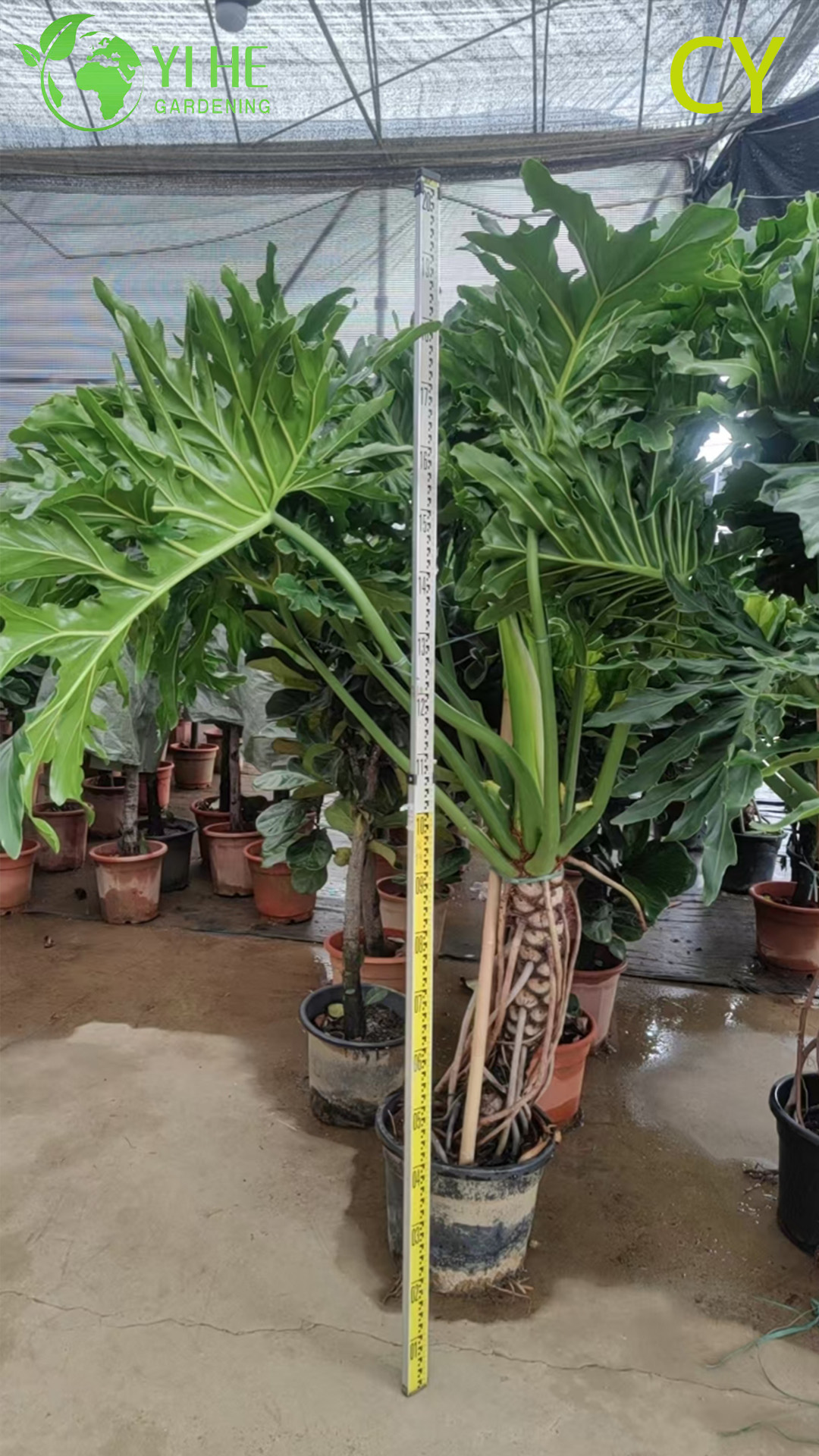 हरे-भरे उष्णकटिबंधीय थोक आशा संयंत्र थौमाटोफिलम बिपिनाटिफ़िडम बोनसाई