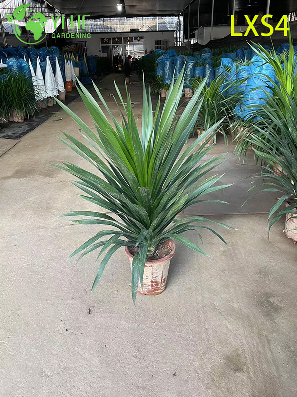 Оптовые живые растения Dracaena Fragrans 'Massangeana' для домашнего декора бонсай