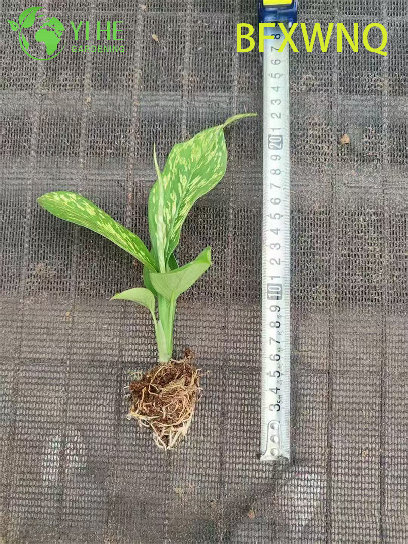 Dieffenbachia Snowstorm Variegated Dumb Cane Plant Plug Setzlinge im Gro&szlig;handel