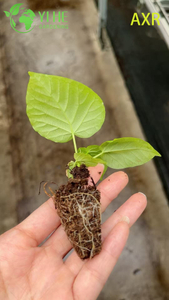 លក់ដុំ Ficus Umbellata Heart-Leaf Fig Live Starter Plant Plug Seedlings