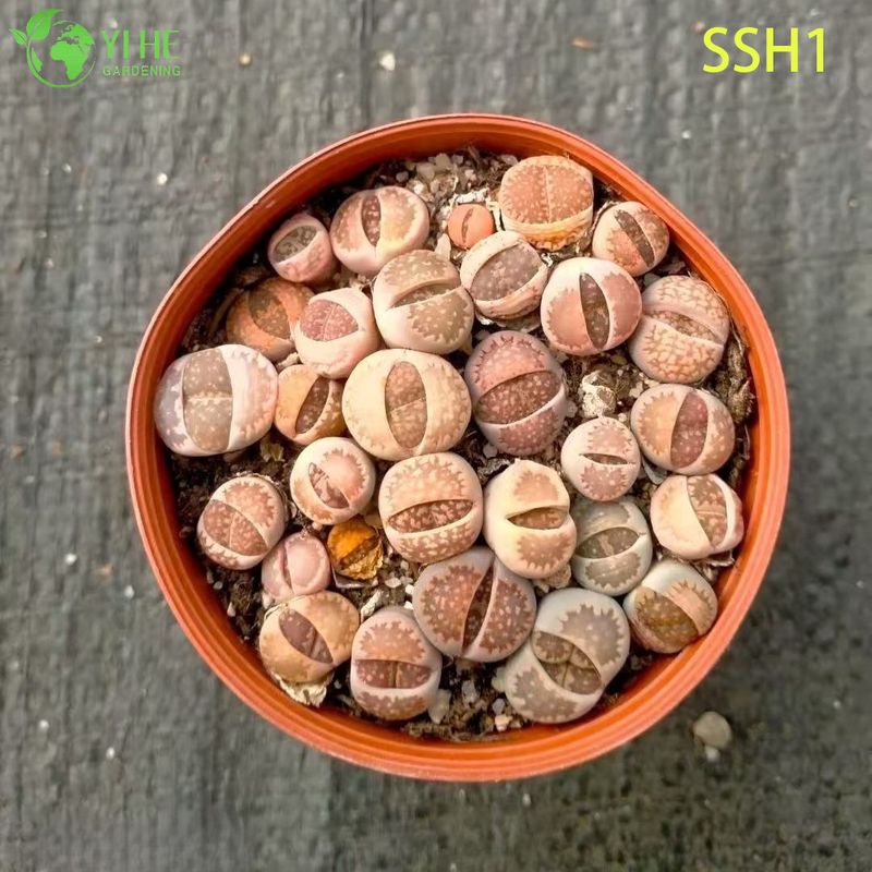 Lithops vivants, pierres vivantes, plantes assorties, bonsa&iuml; succulents &agrave; fleurs, vente en gros