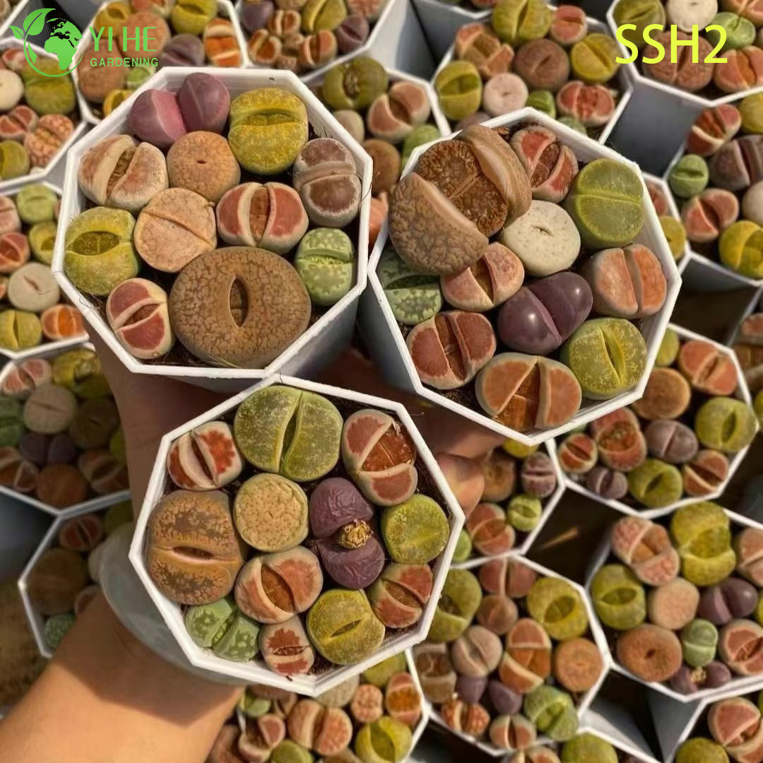 ຂາຍສົ່ງອອກດອກສີຂາວ Lithops ຫີນດໍາລົງຊີວິດຫຼາກຫຼາຍຊະນິດພືດ succulent Bonsai