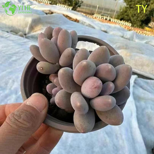 الجملة الوردي حجر القمر عصاري Pachyphytum النباتات الحية الكتلة بونساي
