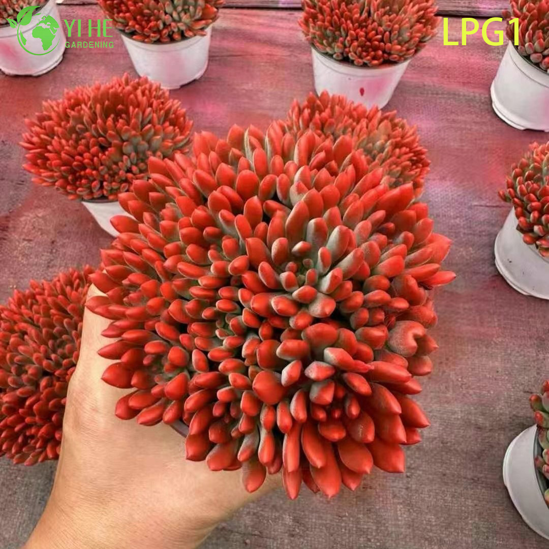 लाइव रंगीन रोसेट एचेवेरिया नीला सेब रसीला पौधा बोनसाई