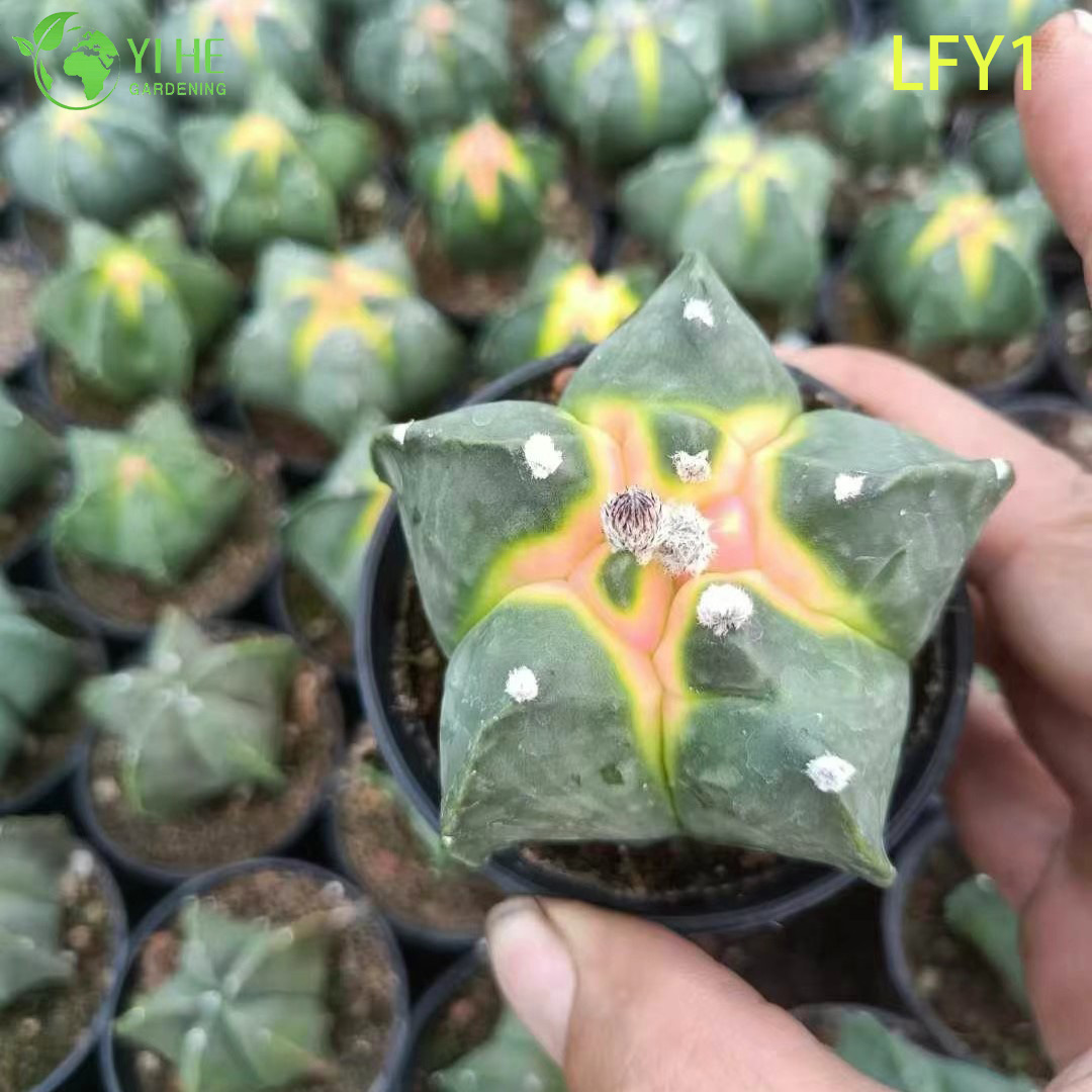 លក់ដុំបន្តផ្ទាល់ Cactus Astrophytum សម្រាប់បណ្តុះកូន Bonsai ទឹកដមរបស់អ្នកប្រមូល