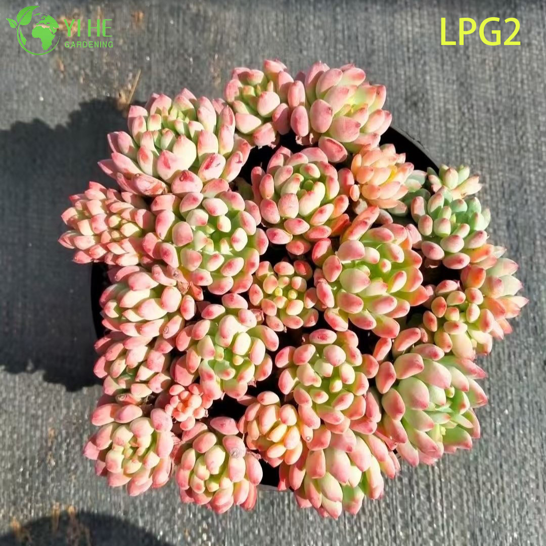 घर की सजावट के लिए रसीला गुलाबी एचेवेरिया रसीला क्लस्टर बोनसाई