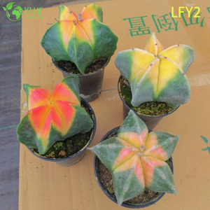 พรีเมี่ยมพระอาทิตย์ขึ้น Variegated Astrophytum Myriostigma Cactus ขายส่งบอนไซ