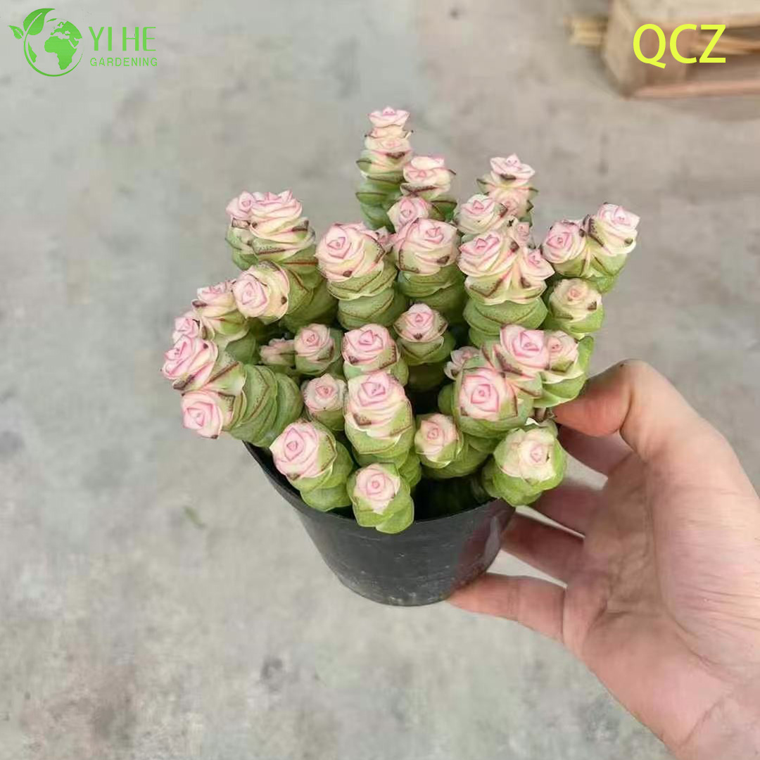 Colar variegado rosa vivo videira suculenta crassula atacado cluster bonsai