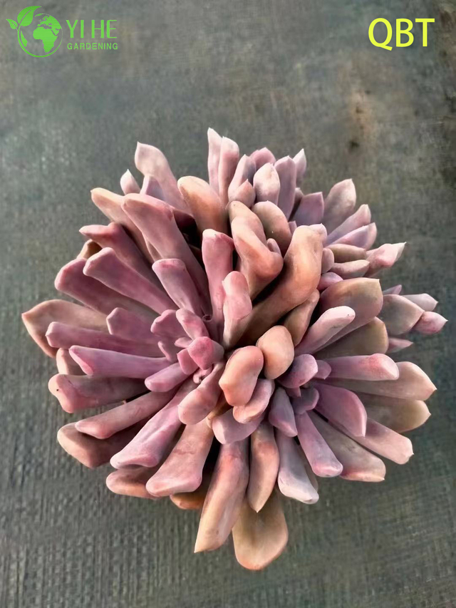 Venta al por mayor Echeveria Cupido Suculenta con hojas en forma de coraz&oacute;n Bonsai