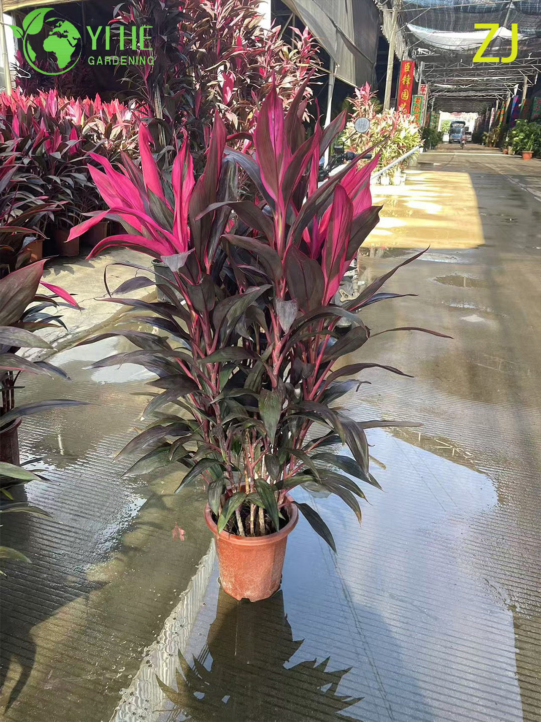 Оптовая продажа ярко-розового растения Cordyline Ti с живыми тропическими листьями бонсай