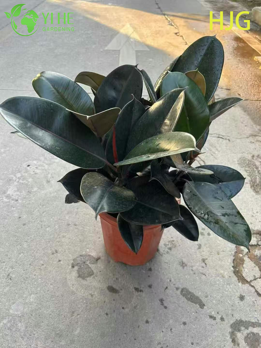 Bonsai della pianta d'appartamento Ficus Elastica dell'albero della gomma del principe nero all'ingrosso