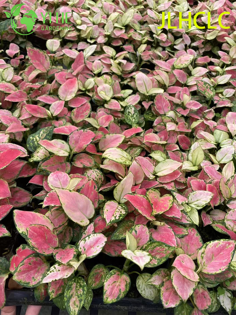 Aglaonema 상서로운 빨간색빨간 중국 상록다채로운 관엽 식물행운 식물 모종