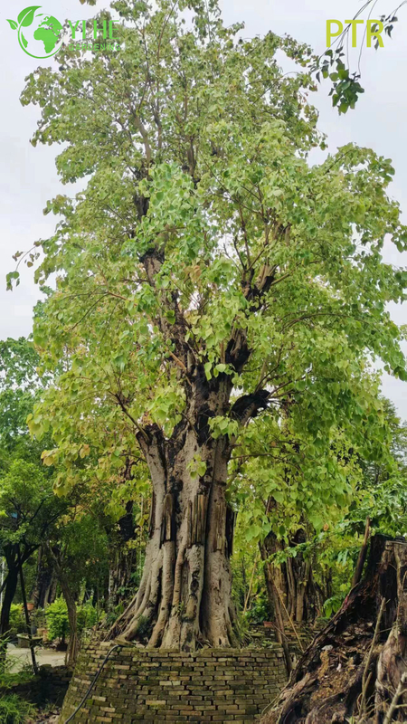 Arbre sacré de la Bodhi, Ficus Religiosa, pour l'aménagement paysager du jardin du temple