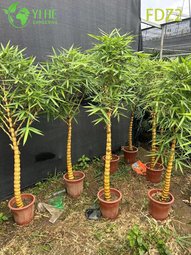 Ozdobny bambus z zbrylającym się brzuchem Buddy do Bonsai i Bonsai przesiewowych