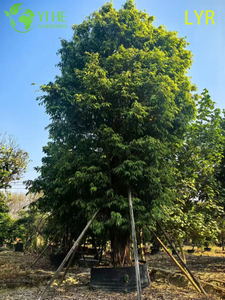Ficus Amstel King sempreverde a foglia snella per bonsai paesaggistici da interno ed esterno