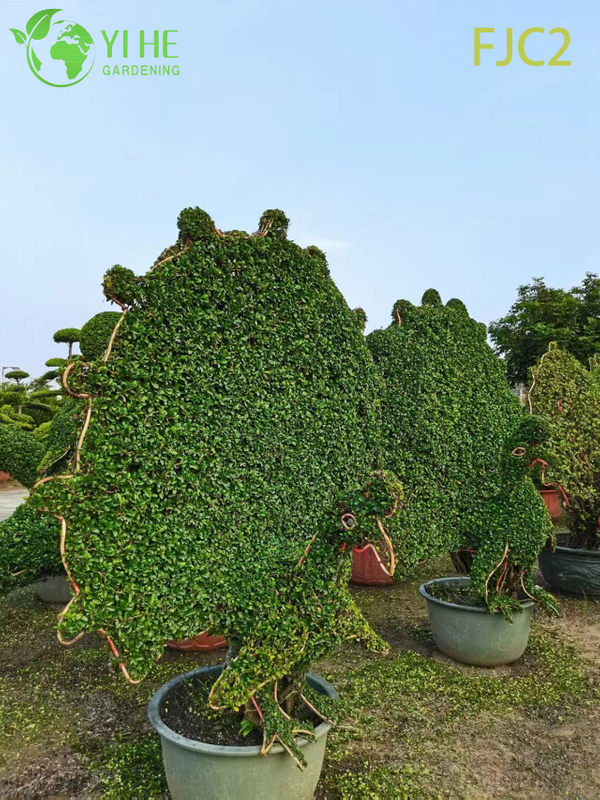 Live Fukien ຊາ Bonsai ຕົ້ນໄມ້ Carmona Mfcrophylla Indoor Plant Bonsai
