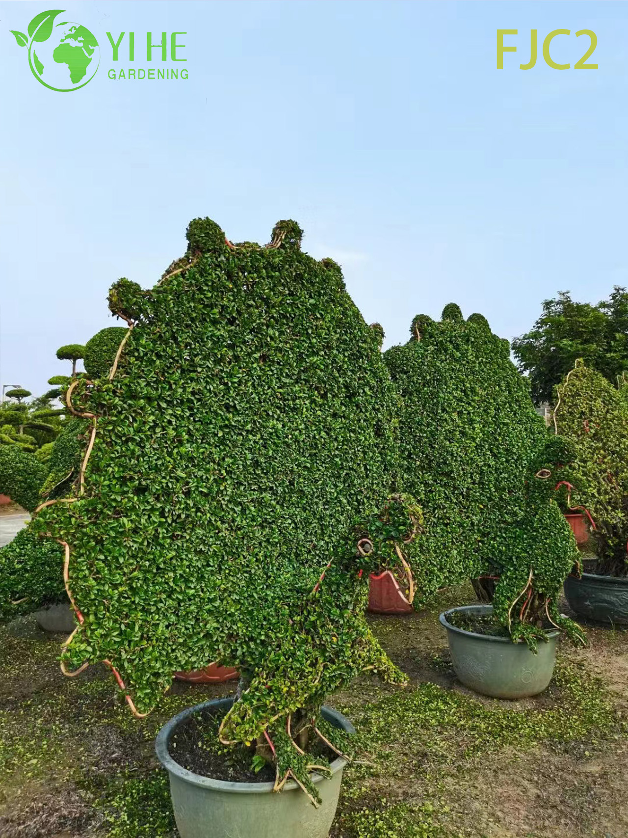 Live Fukien ຊາ Bonsai ຕົ້ນໄມ້ Carmona Mfcrophylla Indoor Plant Bonsai