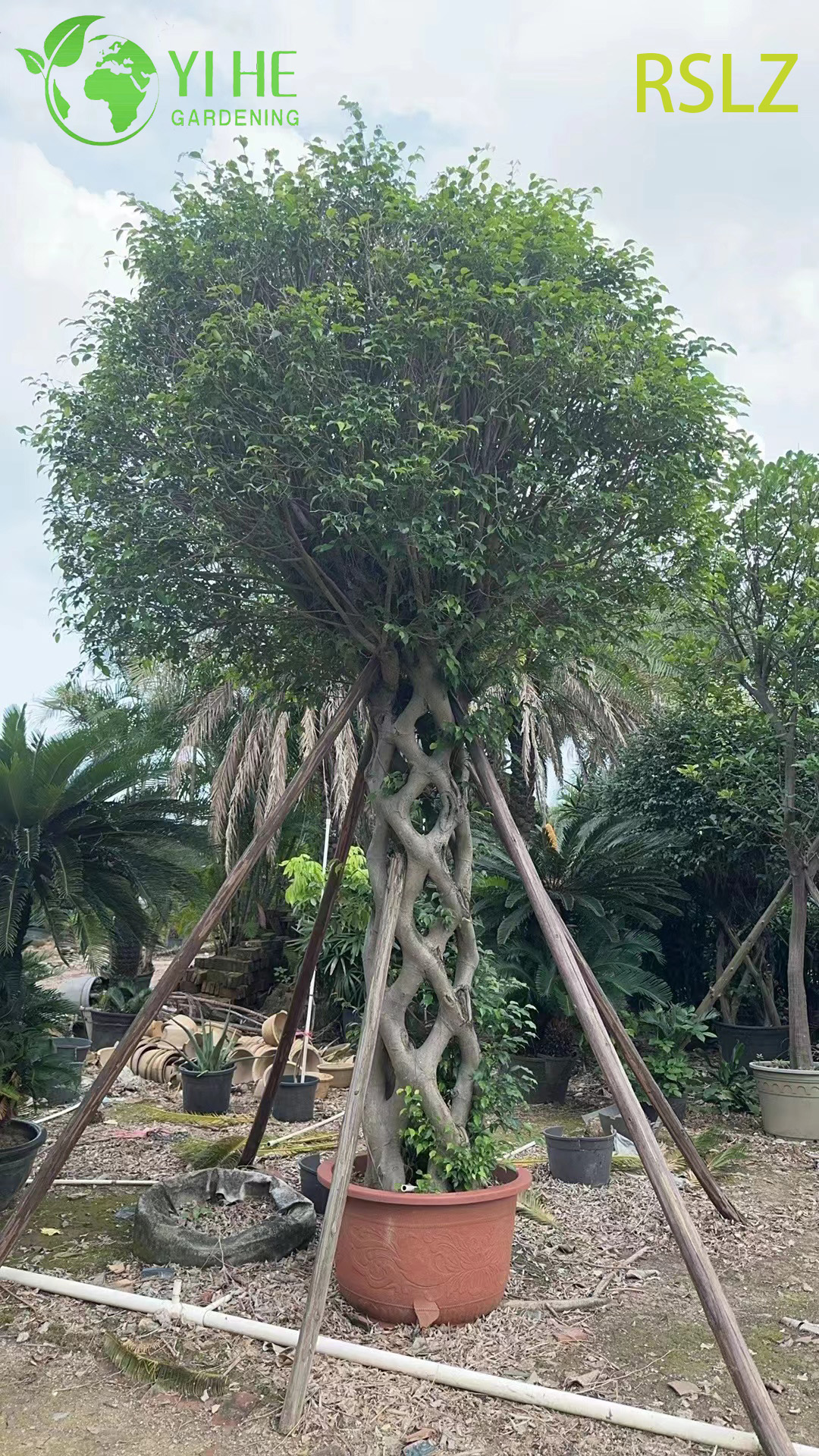 Tkana klatka Ficus, pleciony pień, żywa rzeźba roślinna Bonsai
