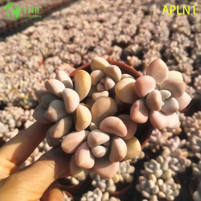 ຂາຍຍົກ Graptoveria Opalina Pastel Pink Live Succulent Rosette Plant Bonsai