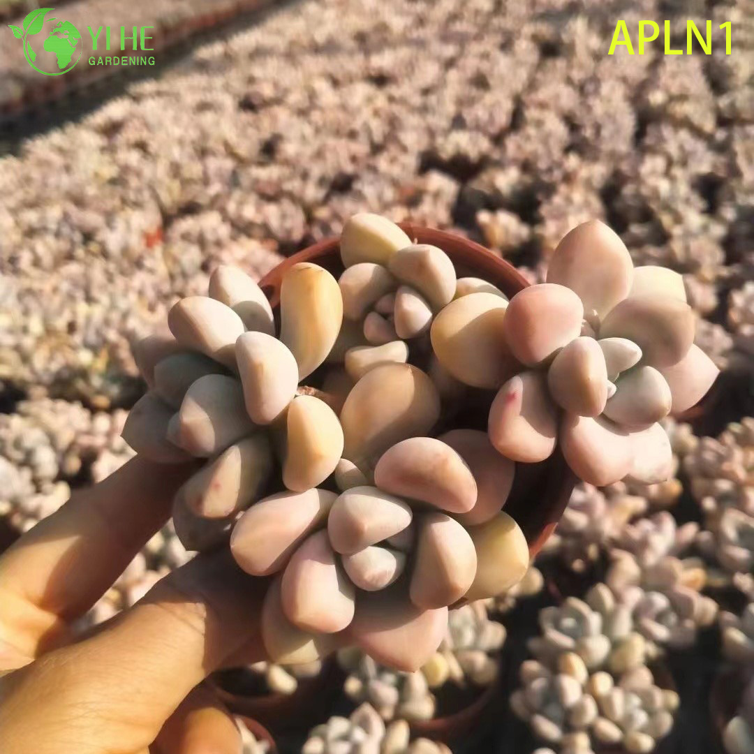 ຂາຍຍົກ Graptoveria Opalina Pastel Pink Live Succulent Rosette Plant Bonsai