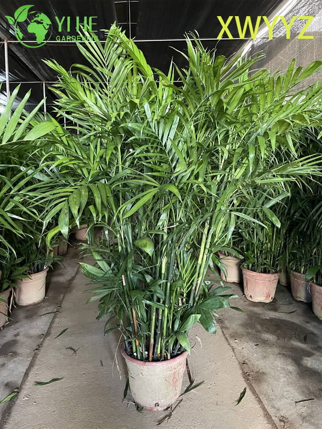 Eingetopfte Hawaii-Palme (Pritchardia gaudichaudii), tropische, immergr&uuml;ne Dekorpflanze f&uuml;r den Innen- und Au&szlig;enbereich