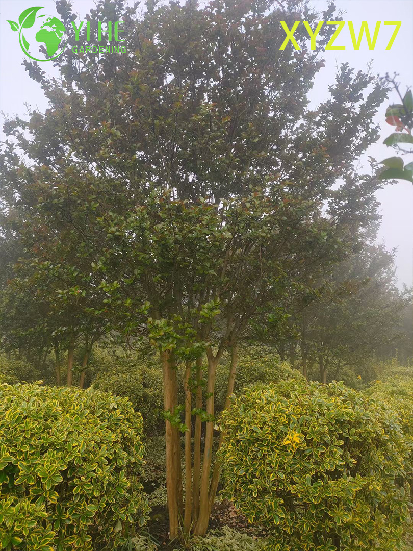 Multi - &aacute;rvore de Lagerstroemia do tronco, planta florescente do esp&eacute;cime do jar�im
