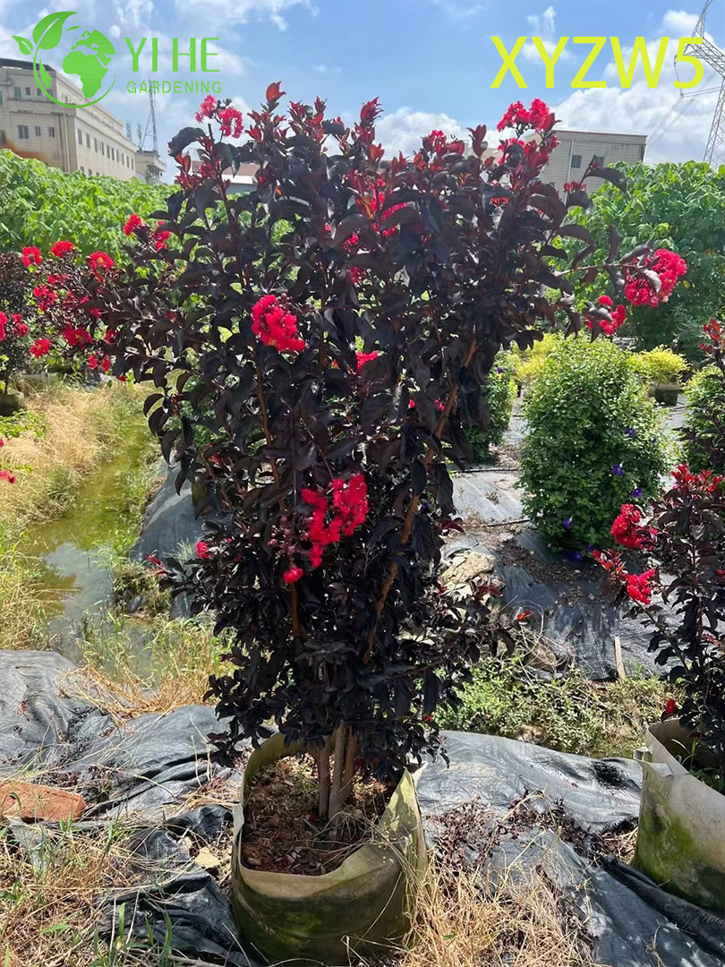 Sierpaars - blad Lagerstroemia parviflora, rood - bloeiende potplant