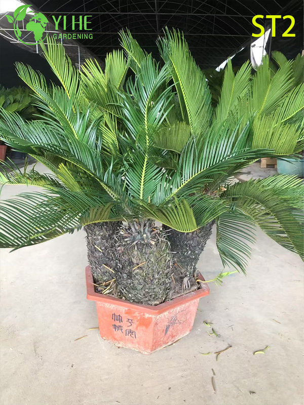 Bonsai Cycas Revoluta a tronco multiplo, palma da sago ornamentale sempreverde