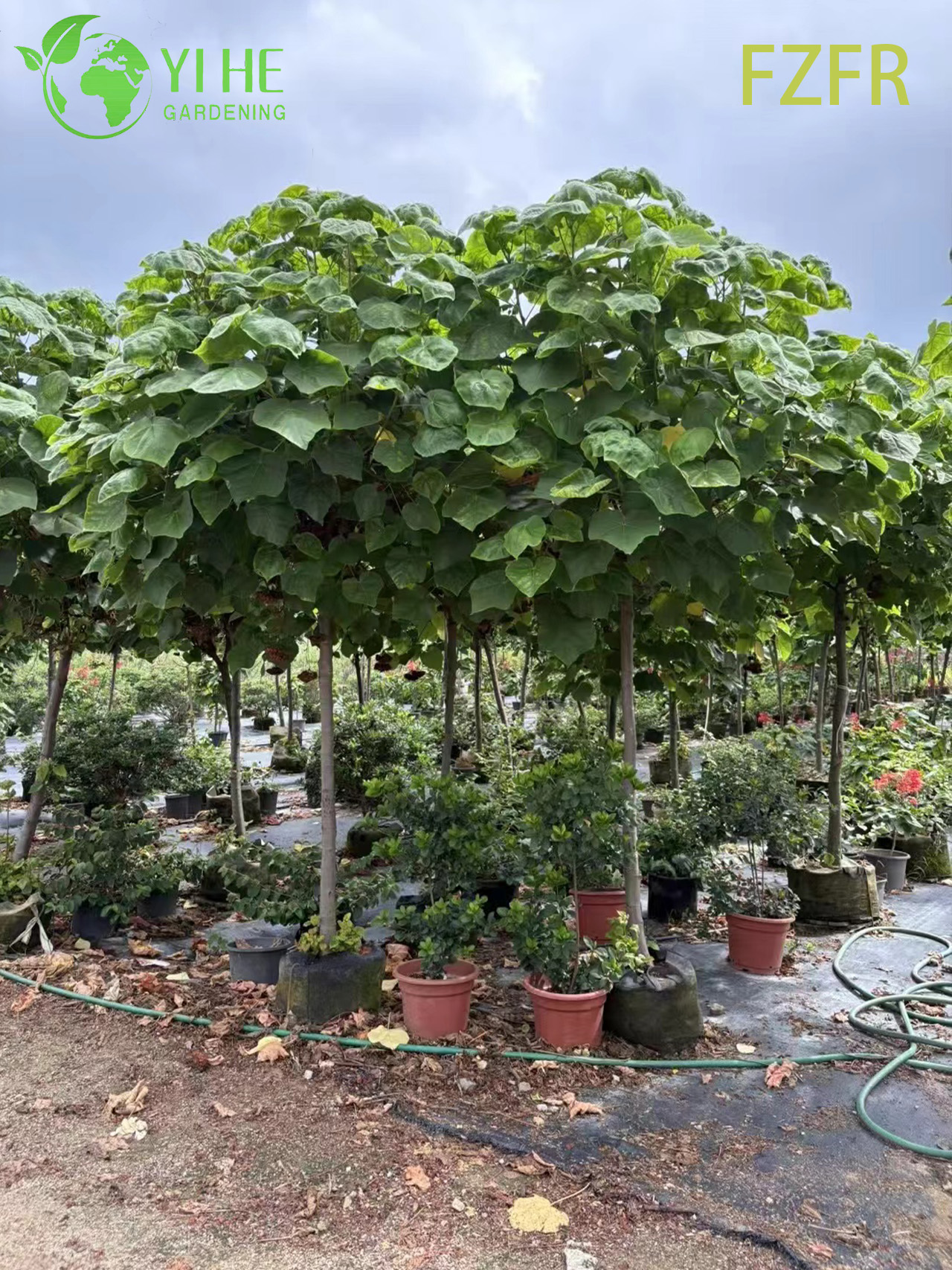 Цветение Dombeya wallichii, декоративное растение африканского тюльпанного кустарника