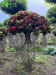 សិល្បៈ Topiary Rhododendron simsii, ចម្លាក់ផ្កាឈើដើម្បីលម្អ