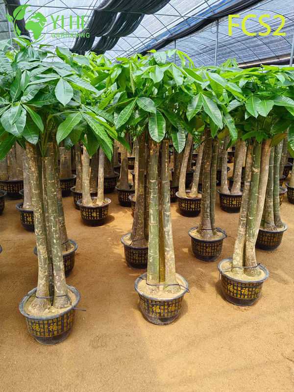 Pachira macrocarpa ຂະຫນາດໃຫຍ່ທີ່ມີລໍາຕົ້ນຫນາ, ໃບໄມ້ທີ່ສວຍງາມສໍາລັບການຕົກແຕ່ງ, ຄວາມຈະເລີນຮຸ່ງເຮືອງ - ນໍາຕົ້ນໄມ້ເງິນ.
