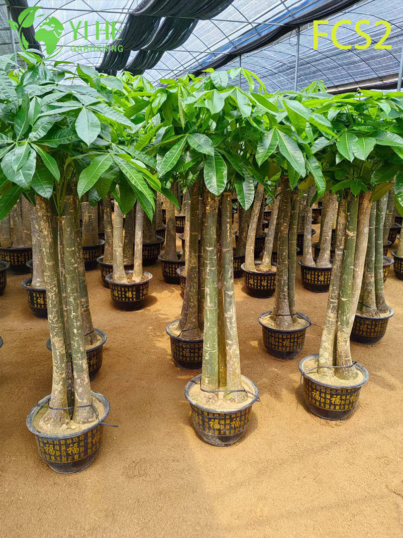 Pachira macrocarpa ຂະຫນາດໃຫຍ່ທີ່ມີລໍາຕົ້ນຫນາ, ໃບໄມ້ທີ່ສວຍງາມສໍາລັບການຕົກແຕ່ງ, ຄວາມຈະເລີນຮຸ່ງເຮືອງ - ນໍາຕົ້ນໄມ້ເງິນ.
