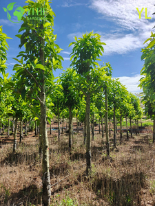 Albero di magnolia profumato ornamentale per l'esportazione all'ingrosso