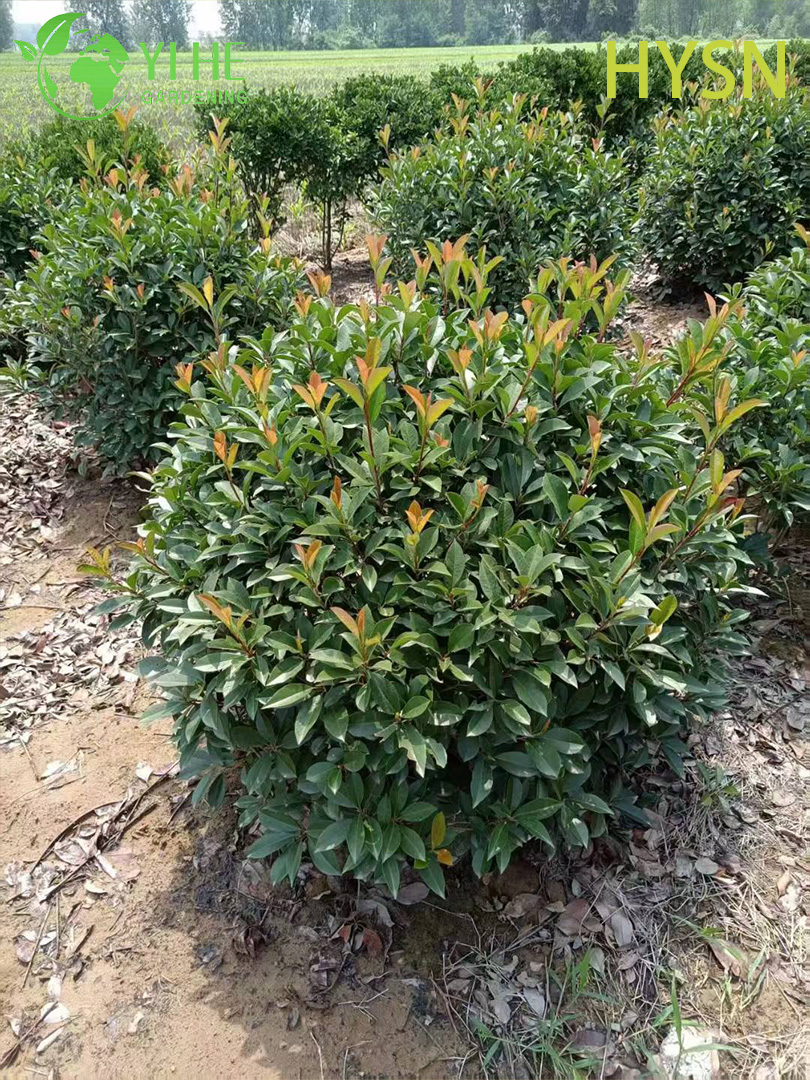थोक निर्यात के लिए सजावटी लाल टिप फ़ोटिनिया झाड़ी