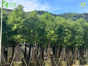 &Aacute;rbol de alcanfor de hoja perenne ornamental para exportaci&oacute;n al por mayor