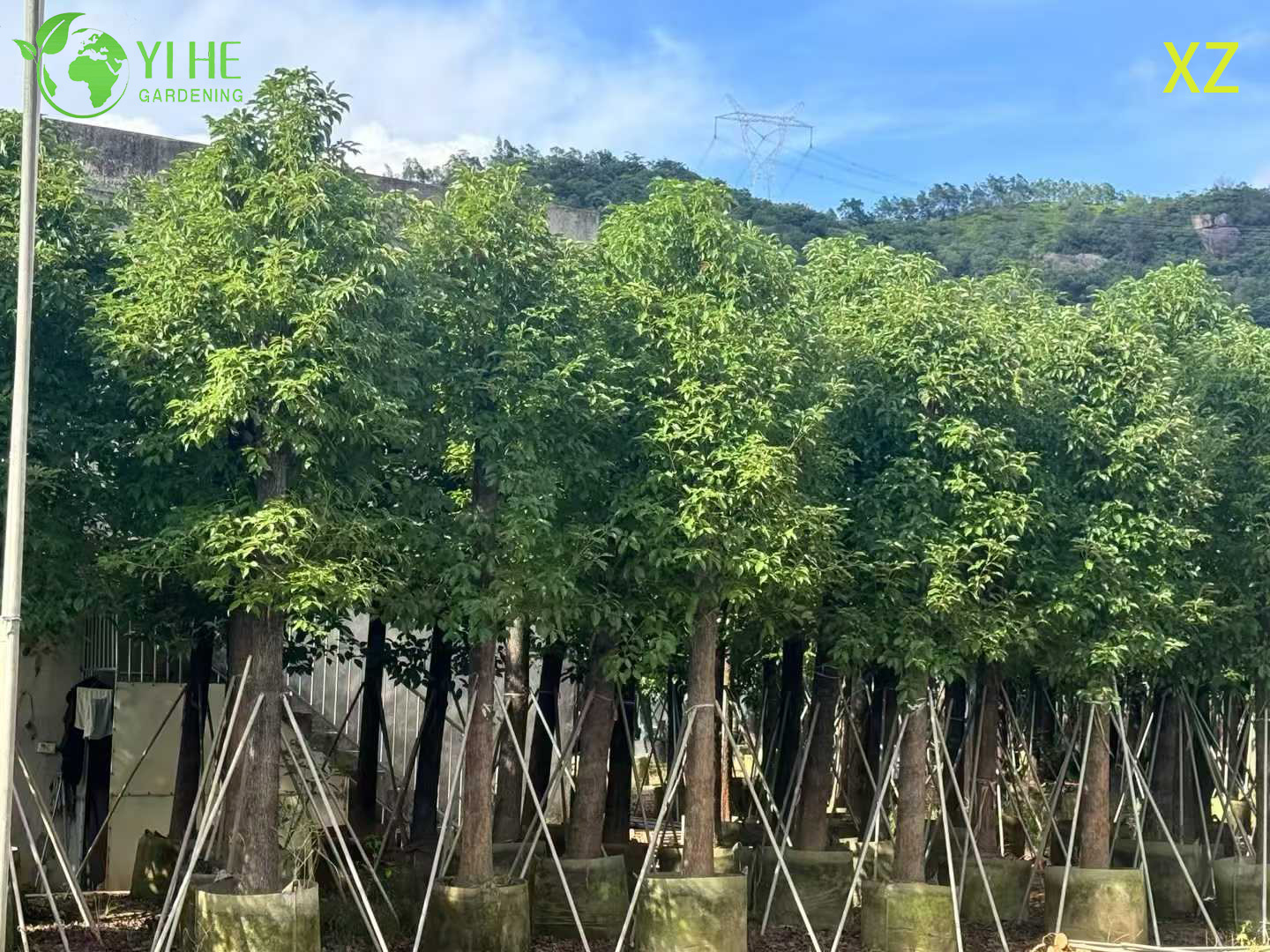 थोक निर्यात के लिए सजावटी सदाबहार कपूर का पेड़