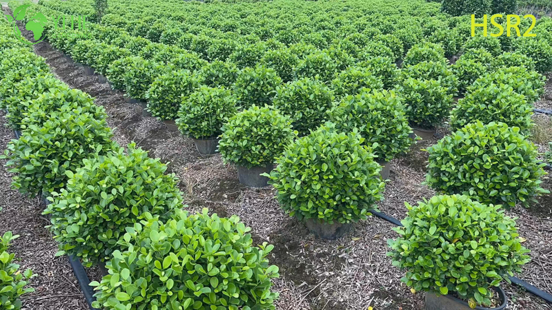 Evergreen Ficus Cone Multi-Ball Pom-Pom Tree សម្រាប់ការរចនាទេសភាព