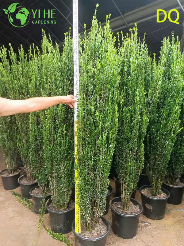 गार्डन लैंडस्केपिंग बोनसाई के लिए थोक लाइव आईलेक्स क्रेनाटा होली ग्लोब टोपरी