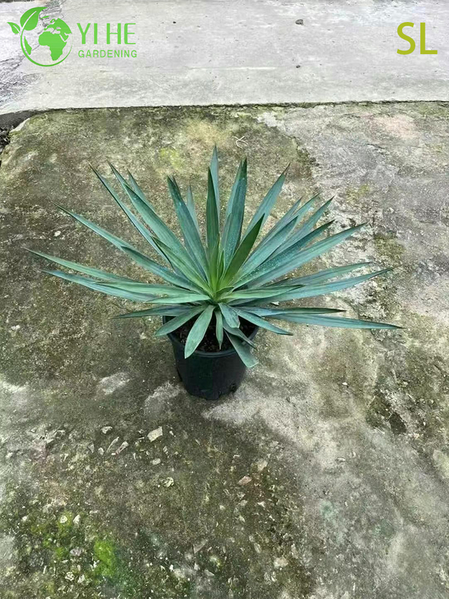 Gro&szlig;handel mit architektonischen Yucca-Live-Rosetten-Landschaftsbau-Bonsai