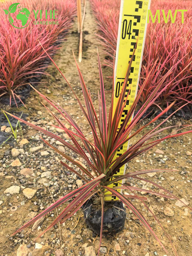 Hurtownia Dracaena Marginata czerwonokrawędziowa Żywe wielopniowe bonsai roślinne