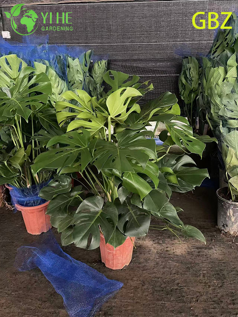 Тропическое молодое горшечное растение Monstera Deliciosa — вечнозеленый воздух — очищающая комнатная зелень