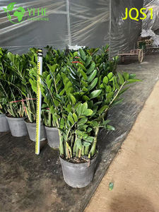 Árbol de dinero Evergreen Zamioculcas Zamiifolia para decoración de interiores